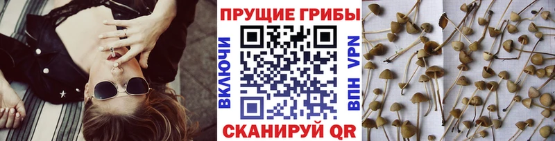 Псилоцибиновые грибы мицелий  хочу наркоту  Славянск-на-Кубани 